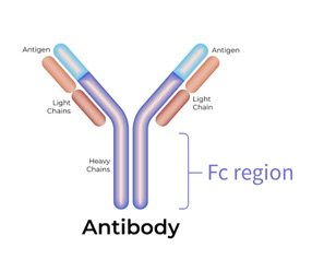 Anitbody with Fc region noted.