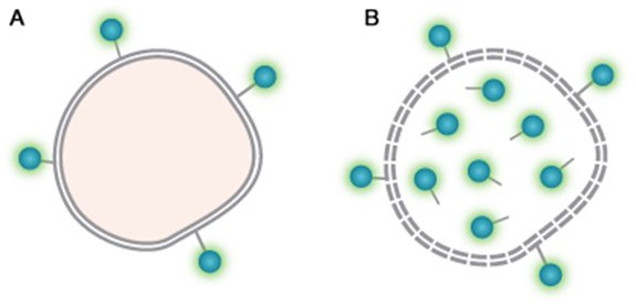 VivaFix Cell Viability Assay chemistry. A. Live cells with VivaFix Dye bound to surface primary amines. B. Dead cells with VivaFix Dye bound to surface and intracellular primary amines.