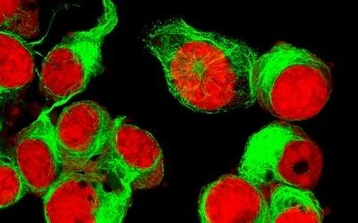 Newsletter: Single-Cell Analysis in Immunology