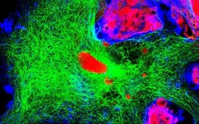 Newsletter: Fluorophores for Confocal Microscopy