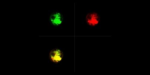 Imaging_flow_cytometry