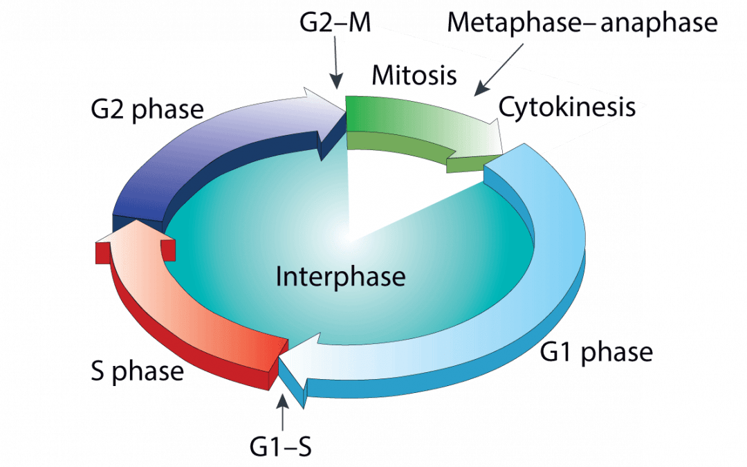 Cell Cycle