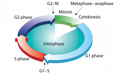 Newsletter: Dyes for Analyzing the Cell Cycle and Apoptosis
