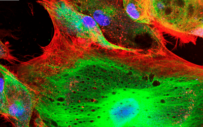 The Discovery and Evolution of Fluorescent Proteins