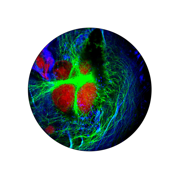 FF-applications-images-circle-5