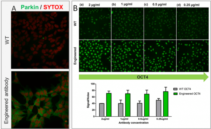Testing data for Parkin (A) and OCT4 (B) recombinant rabbit monoclonal antibodies.
