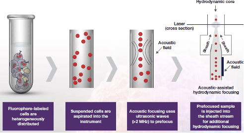 Figure 1:Acoustic-assisted hydrodynamic focusing