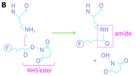 Lysine conjugation chemistry. The protein’s peptide backbone is shown at the top. F denotes a fluorophore. (B) the nitrogen lone pair attacks the carbonyl carbon of the NHS ester to yield an amide