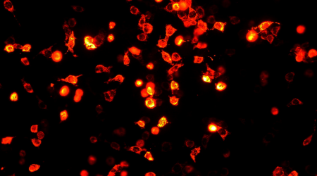 Cells Expressing RFP