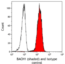Table 1. Bethyl Laboratories’ recent catalog additions with flow cytometry application validations