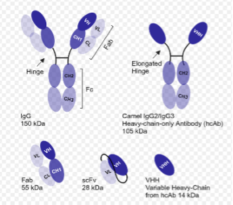 Size and composition of antibodies and antibody fragments (courtesy of Fortis Life Sciences)