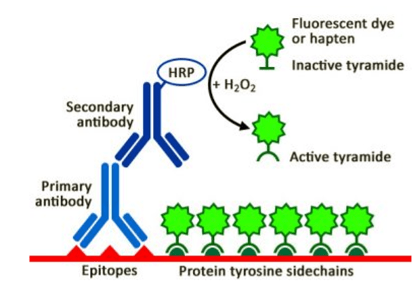 Figure 3. Tyramide signal amplification.