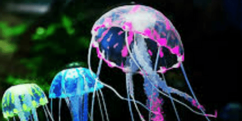 Fluorescent Protein Expression