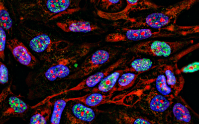 A Look at High-Content Imaging