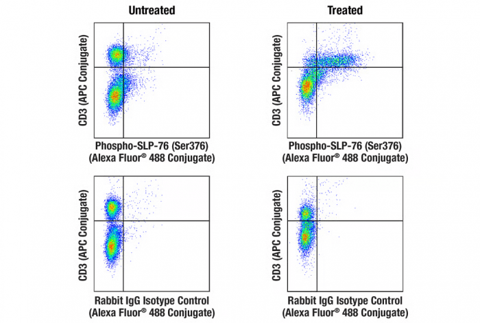 Rapid-Act T Cell Activation. Flow cytometric analysis of mouse splenocytes, untreated (left column) or treated with Rapid-Act T Cell Activation Kit (Mouse, Anti-CD3/CD28) (15 min; right column), using Phospho-SLP-76 (Ser376) (E3G9U) XP® Rabbit mAb (Alexa Fluor® 488 Conjugate) #47876 (top row) or concentration-matched Rabbit (DA1E) mAb IgG XP® Isotype Control (Alexa Fluor® 488 Conjugate) #2975 (bottom row), and co-stained with CD3 (17A2) Rat mAb (APC Conjugate) #24265.
