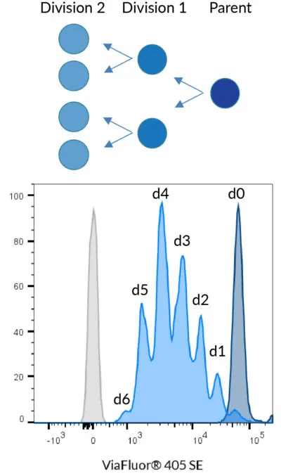 Principle of cell division tracking with ViaFluor® Cell Proliferation Dyes. When a stained cell divides, each daughter cell receives half the dye in the parent cell, with each cell division represented as a successively dimmer population on a flow cytometry histogram. Data shown using 5 µM ViaFluor® 405 to stain PBMCs.