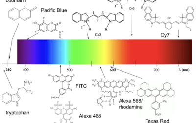 Is it Fluorophores or Fluorochromes?