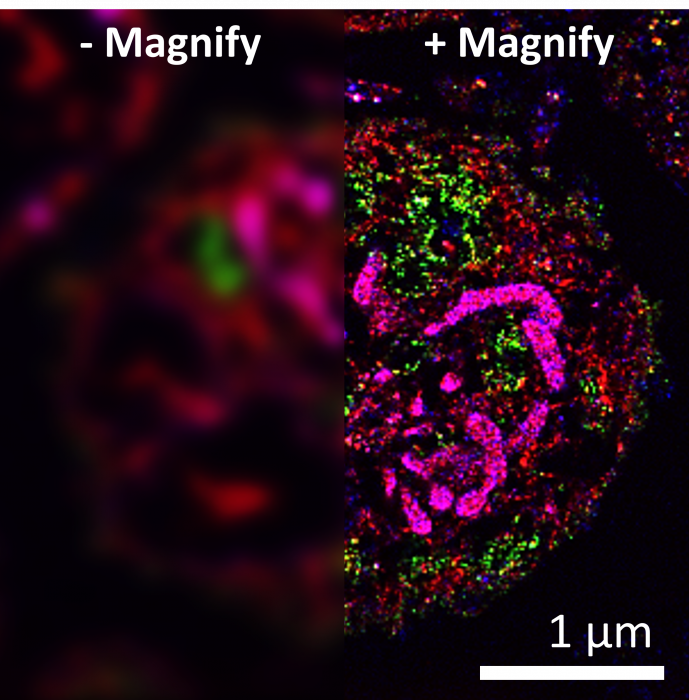 Figure 3. Human platelet cell before (left) and after (right) a 10x expansion using the Magnify Expansion Kit. Mitochondria were stained with the lipid stain DiD, revealing cristae structures. A green fluorescent lectin stain and a red pan-protein stain were used to highlight various subcellular structures. (courtesy of Magnify Biosciences)