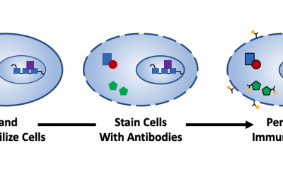 Guide to Fixation and Permeabilization