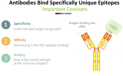 Debunking Antibody Titration Myths