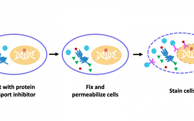 Staining Strategies for Intracellular Flow Cytometry