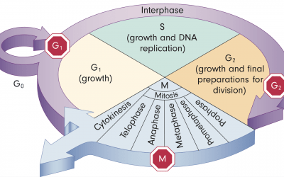 Dyes for Cell Cycle and Apoptosis Analysis