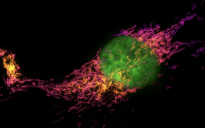 Fluorophores for Super-Resolution Microscopy