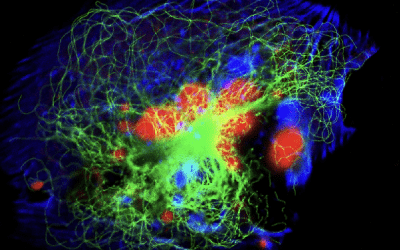 One Fluorophore, One Parameter, One Laser: Overcoming Limitations to Multiplexed Fluorescence Microscopy