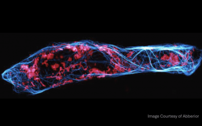 Functional Probes for Live-Cell Imaging