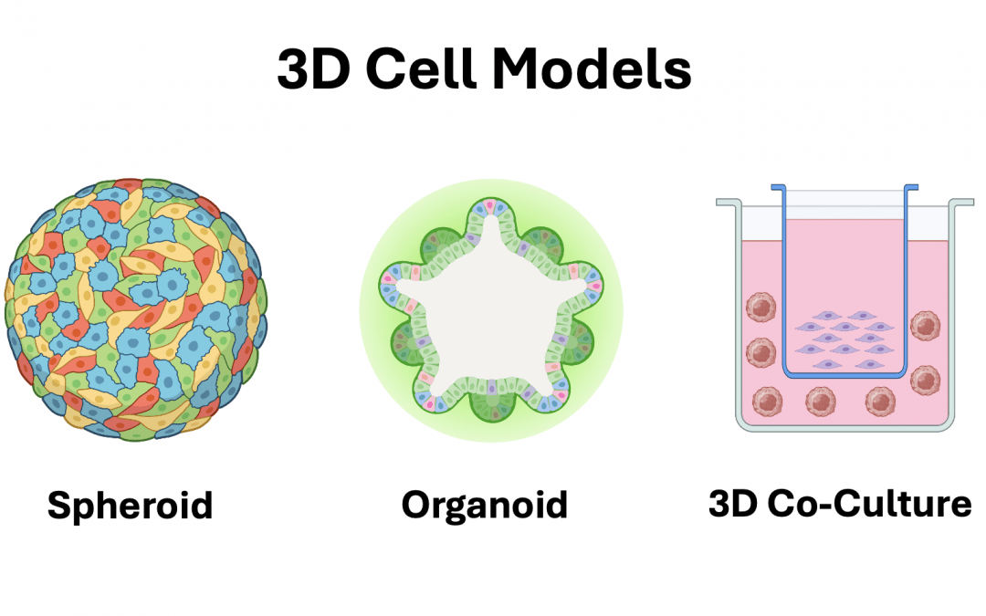 3D Cell Models